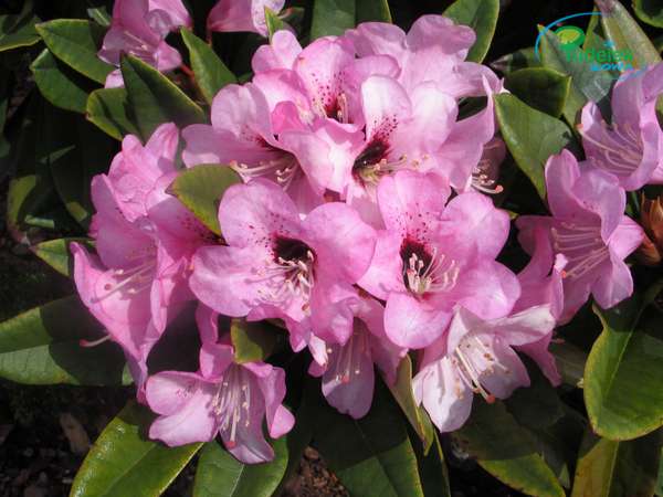 Rhododendron Lugano